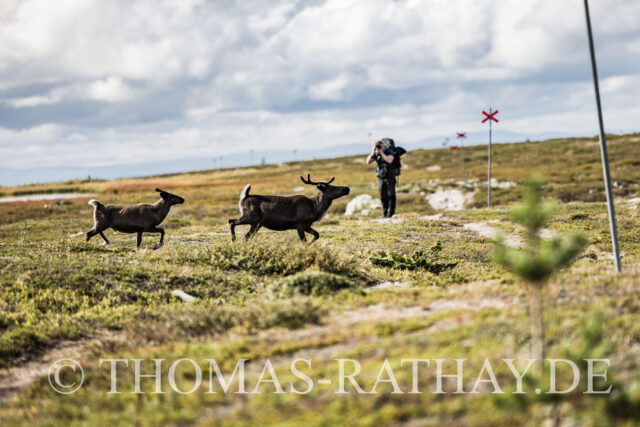 Rentiere im Nipfjäll - Dalarna